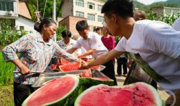 群众吃瓜的游戏,群众吃瓜游戏的欢乐盛宴