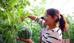 农村国宝芳芳吃瓜,瓜田里的欢乐时光