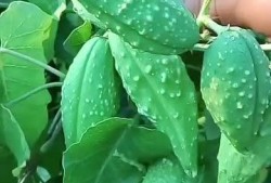 老瓜瓢怎么吃才好,解锁美味新体验