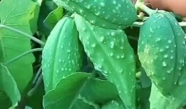 老瓜瓢怎么吃才好,解锁美味新体验