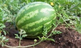 鼻炎可以吃毛瓜,毛瓜助力缓解不适