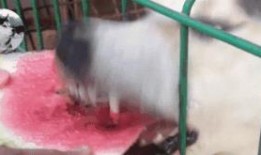 柴犬吃瓜温柔,温柔萌宠的治愈瞬间