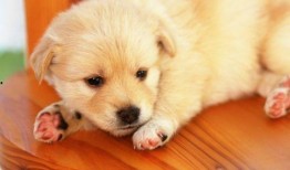 狗狗可以吃乳瓜么,乳瓜是否适合狗狗食用？