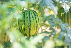 吃瓜购买地址,轻松解锁夏日美味新选择