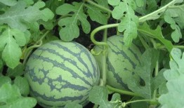 捷普的各种吃瓜,揭秘科技巨头背后的吃瓜故事