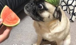 苹果吃瓜表情包,趣味横生的网络文化现象