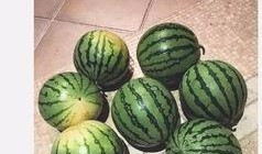 吃瓜官网黑,黑科技打造全新娱乐体验