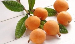 枇杷视频吃瓜视频,探寻视频世界的甜蜜与趣味