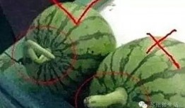 木村驼背仔吃瓜,木村驼背仔的瓜田奇遇记