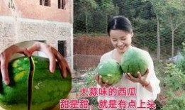 农村国宝芳芳吃瓜,瓜田里的欢乐时光