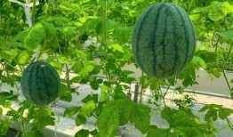 田心三水知乎吃瓜,揭秘网络红人的幕后故事