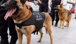 张警犬吃瓜网,揭秘网络世界中的警犬生活