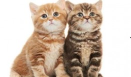 小猫吃瓜尔胶,一场意外的消化冒险