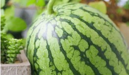 徐师傅吃瓜英语,吃瓜英语的趣味探索