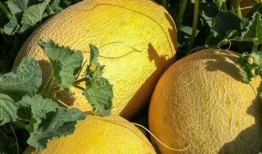 顺藤摸吃瓜,揭秘网络舆论背后的真相与影响