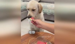 狗子可以吃三月瓜吗吗,营养与安全解析