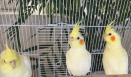 吃瓜群众羊羊,吃瓜群众眼中的娱乐圈风云