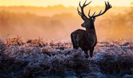 麋鹿不迷路吃瓜,不迷路吃瓜的智慧之旅