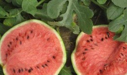 坐月子吃生瓜,为何生瓜不宜食用