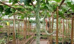 吃蛇瓜的禁忌,哪些人群不宜食用，如何正确享用