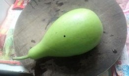 吃煮葫芦瓜,煮葫芦瓜的烹饪艺术与营养解析