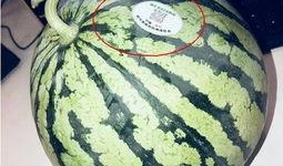 微山吃瓜网红,揭秘网络红人的幕后生活