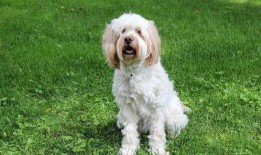 洋瓜狗狗可以吃吗,宠物饮食指南