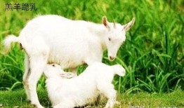 网红吃瓜小羊没烦恼吃瓜网视频,网红小羊带你领略吃瓜网视频的魅力