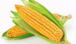 鼓手玉米吃瓜,揭秘音乐背后的趣味生活