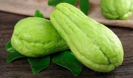 鼻炎可以吃毛瓜,毛瓜助力缓解不适