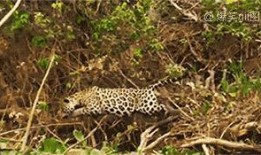 影豹吃瓜,揭秘娱乐圈幕后风云