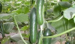 春天吃贝贝瓜好吗