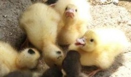 小刘鸭 吃瓜,揭秘娱乐圈幕后故事