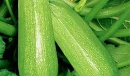 海鹏吃瓜,揭秘娱乐圈幕后故事