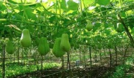 福寿瓜如何吃,解锁健康美味新体验