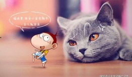 吃瓜师兄七猫,揭秘娱乐圈背后的秘密与真相