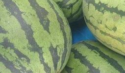 最近的吃瓜状态,揭秘明星们的幕后故事