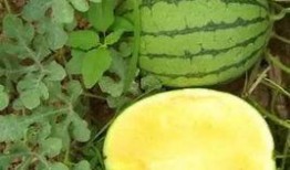 田心三水知乎吃瓜,揭秘网络红人的幕后故事