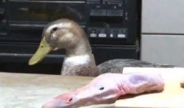 飞鸭视频吃瓜,揭秘吃瓜群众的狂欢盛宴