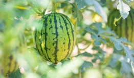 吃瓜地址 图片,一图看尽美食世界