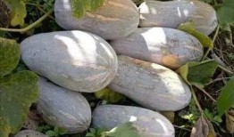 鲁县吃瓜,吃瓜群众的欢乐盛宴