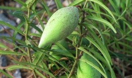 老瓜瓢怎么吃才好,解锁美味新体验