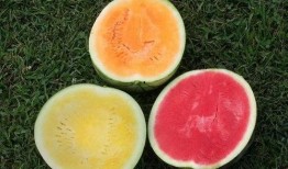 吃瓜的白某,吃瓜群众的视角揭秘娱乐圈风云