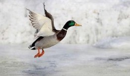 飞鸭视频吃瓜,揭秘吃瓜群众的狂欢盛宴