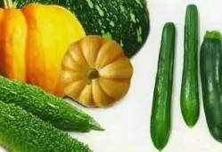 衢州疗休养吃瓜,瓜果飘香中的养生之旅