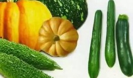 衢州疗休养吃瓜,瓜果飘香中的养生之旅