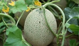 懒人吃哈密瓜,轻松享受哈密瓜的美味时光