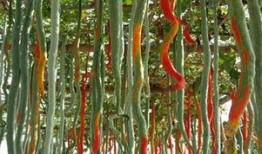 吃蛇瓜的禁忌,哪些人群不宜食用，如何正确享用