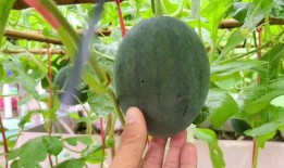 最近的吃瓜状态,揭秘明星们的幕后故事