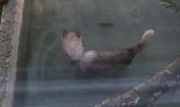 吃瓜狼事件,揭秘网络谣言背后的真相